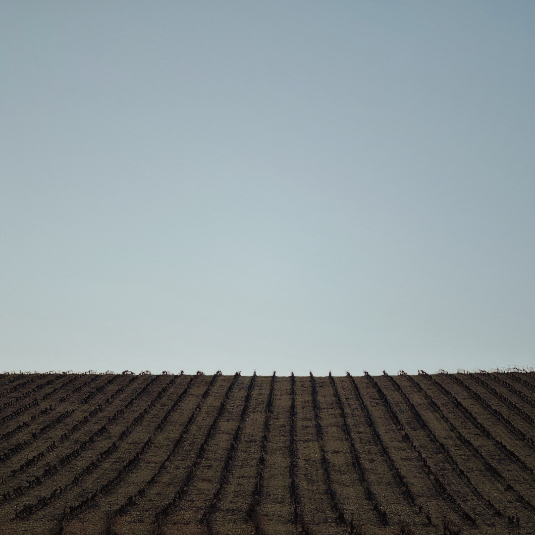 𝗘𝗹 𝗖𝗼𝗱𝗼: Una de las viñas más espectaculares, tanto en presencia como en calidad de su fruto. 
De rendimientos muy bajos, el duro trabajo permite la obtención de un fruto espectacular. 🍇🩷
______________________________________________________
#rioja