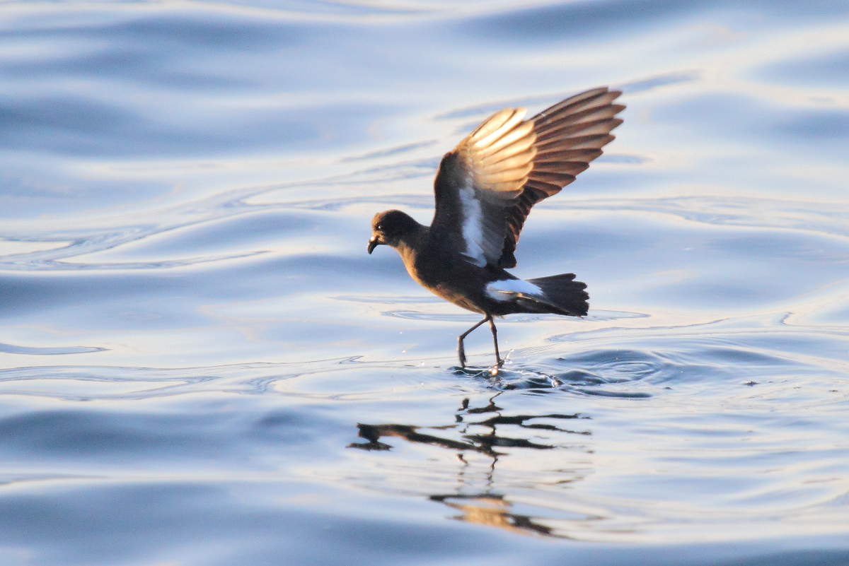 The Crown Estate (@thecrownestate) on Twitter photo 🔬The latest version of the Offshore Wind Environmental Evidence Register is now live on our Marine Data Exchange!
<a href="/JNCC_UK/">JNCC</a> has collaborated with The Crown Estate, UK Government, regulators and other key partners on this project since 2021.
Find out more:
marinedataexchange.co.uk/details/TCE-34… 🔬The latest version of the Offshore Wind Environmental Evidence Register is now live on our Marine Data Exchange!
<a href="/JNCC_UK/">JNCC</a> has collaborated with The Crown Estate, UK Government, regulators and other key partners on this project since 2021.
Find out more:
marinedataexchange.co.uk/details/TCE-34…