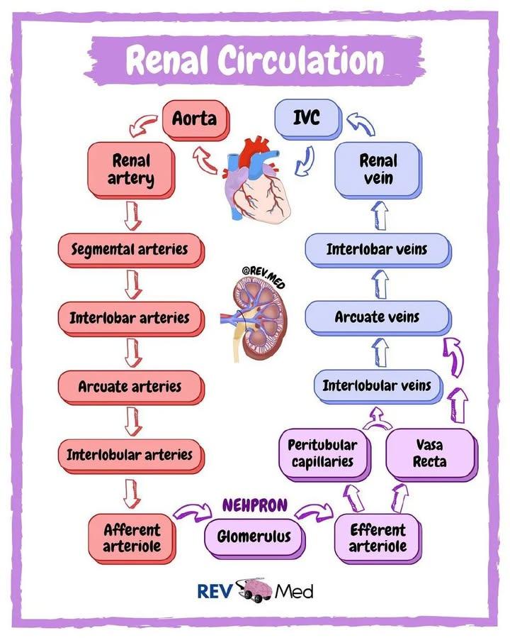 youngmudez29474's tweet image. Kidney, Gallbladder and Humerus bone 🦴
Anatomy 
#medthreads
