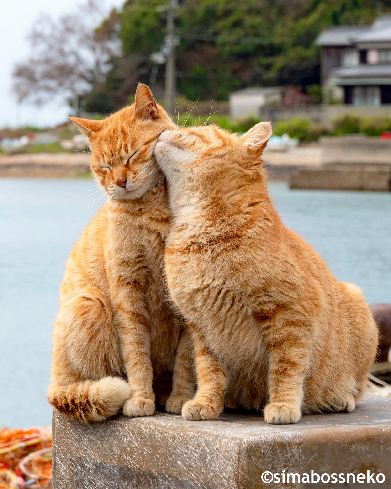 絵本「かなしきデブ猫ちゃん マルの真夏のプレゼント」※特典付き（クリアファイルとポストカード）