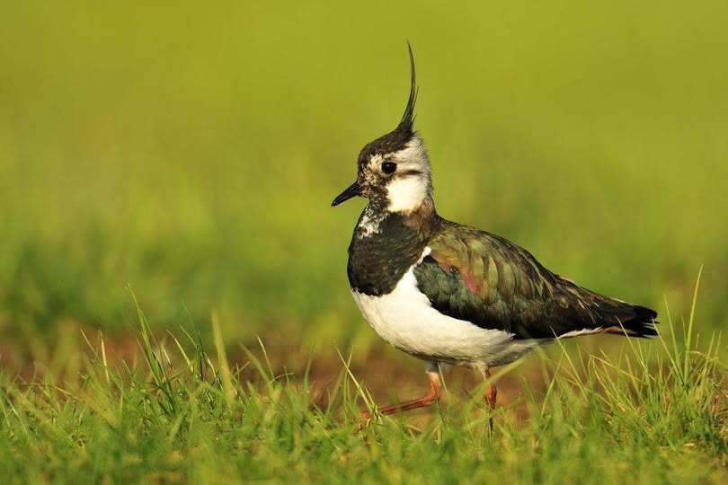 Op 1 april 2005 werd het rapen van kievitseieren verboden om de kievit te beschermen.  We zijn nu 20 jaar verder en nu staan er weilanden vol met zonnepanelen en windturbines. Niemand heeft het nog over die arme kievit.