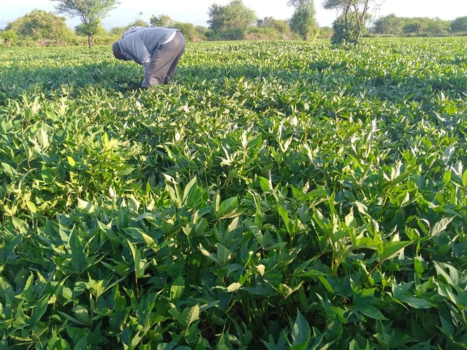 eHahoRw's tweet image. Are you looking for #Sweetpotatoes?

A farmer from @GatsiboDistrict ,Kiramuruzi sector is set to harvest 15 tones of sweet potatoes  on 11 March 2025. Secure your pre-order today by visiting ehaho.rw/pre-order/2024… or call us at +250 793 904 904