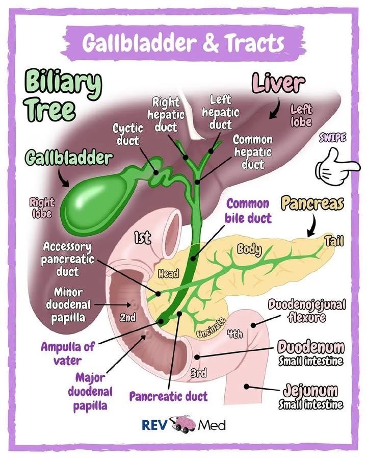 youngmudez29474's tweet image. Kidney, Gallbladder and Humerus bone 🦴
Anatomy 
#medthreads
