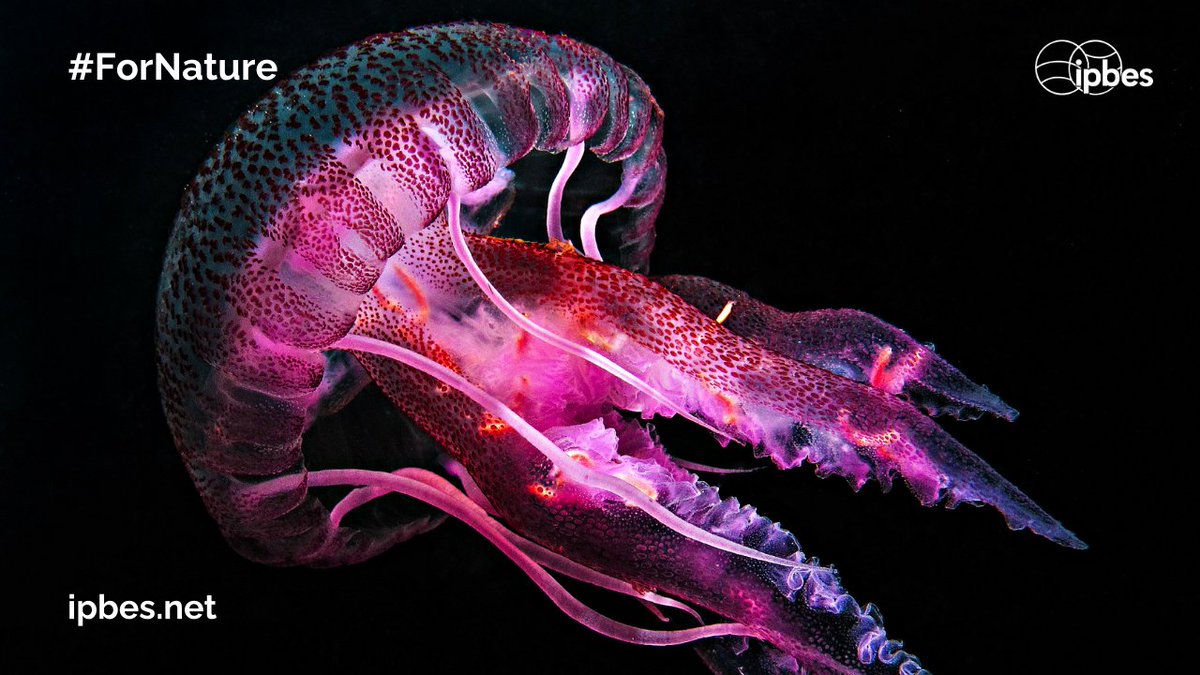 Unes imatges magnífiques! #ForNature <a href="/IPBES/">ipbes</a> 
ipbes.canto.de/v/QJ4Q2O1A79/a…