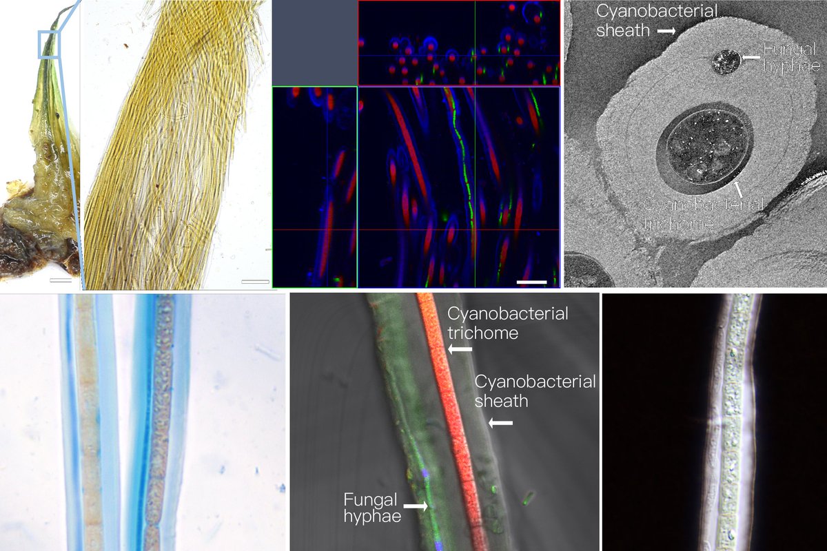 äøå¤®ē ē©¶é¢ Academia Sinica (@acadsinica) on Twitter photo An Unique Fungus-Cyanobacterium Symbiosis Discovered from Subtropical Montane Cloud Forests of Taiwan
<a href="/ScienceAdvances/">Science Advances</a>
sinica.edu.tw/en/news_contenā¦
#Phyllosymbia #Biodiversity #AppliedSciences #fungalspecies #symbiosis #microscopy An Unique Fungus-Cyanobacterium Symbiosis Discovered from Subtropical Montane Cloud Forests of Taiwan
<a href="/ScienceAdvances/">Science Advances</a>
sinica.edu.tw/en/news_contenā¦
#Phyllosymbia #Biodiversity #AppliedSciences #fungalspecies #symbiosis #microscopy