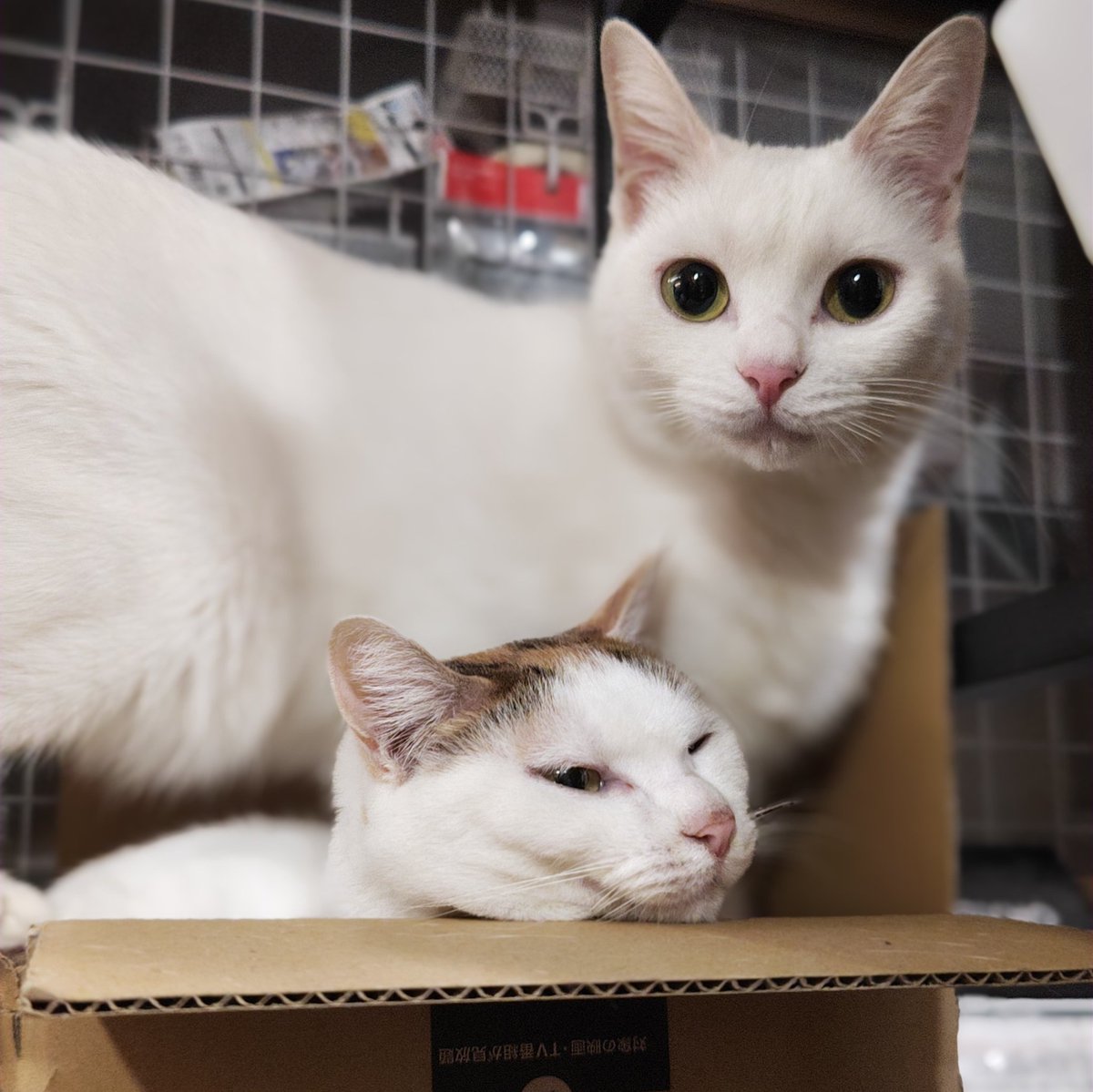 at2min's tweet image. 今月は29日がありませんので次回の更新は28日の12時に予定しております。