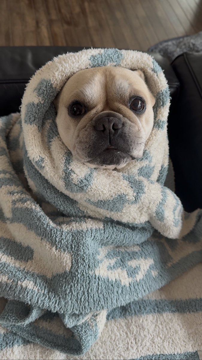 007ATSUSHI's tweet photo. 寒いですね🐶
庄原や山間部は雪の様です❄️
皆さん、暖かくして過ごして下さいね🫶
明日から暖かくなるみたいですよ🌸 https://t.co/qDLgp2XYch