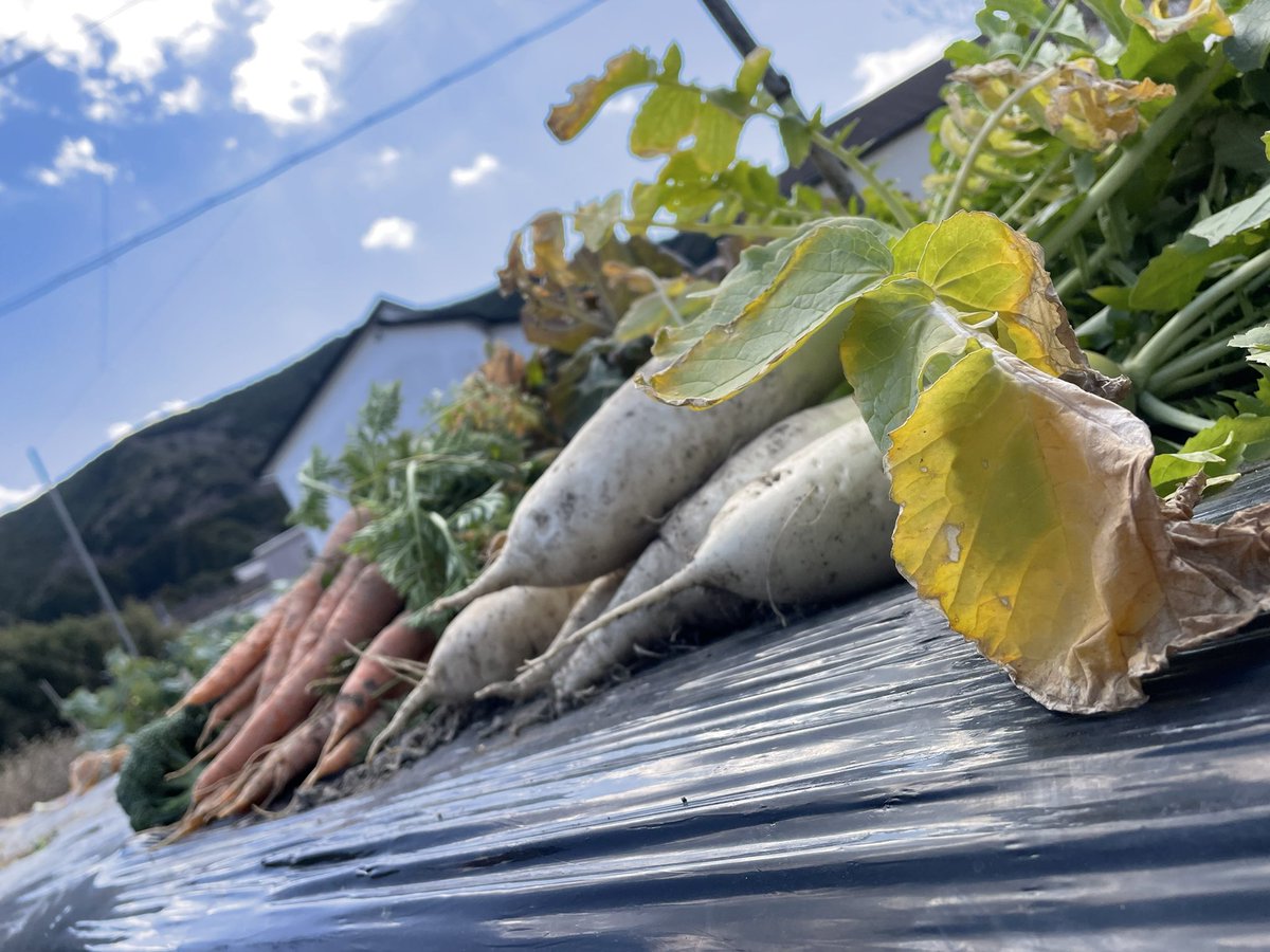 Tei_log2525's tweet photo. 借りている畑で、沢山野菜出来た🥬
最近は鳥被害とかもあったから、農家さんのありがたみがよくわかりました😭

 ちなこれもvlogに掲載予定です📸

 #YouTube
 #vlog
 #野菜沢山
 #農家さんありがとう
 #鳥被害
 #田舎暮し https://t.co/qRynnBXVQS