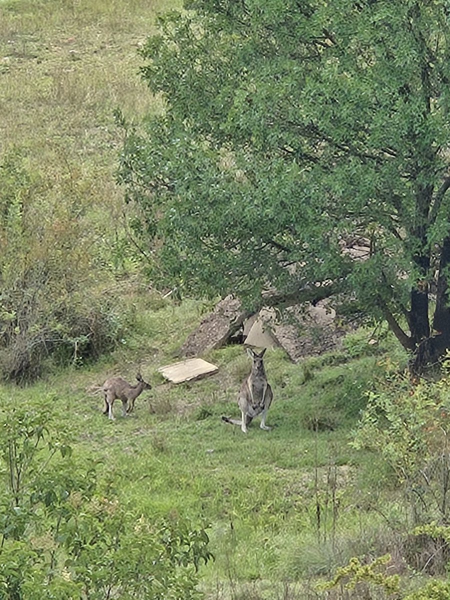 RedViaveritsa tweet media