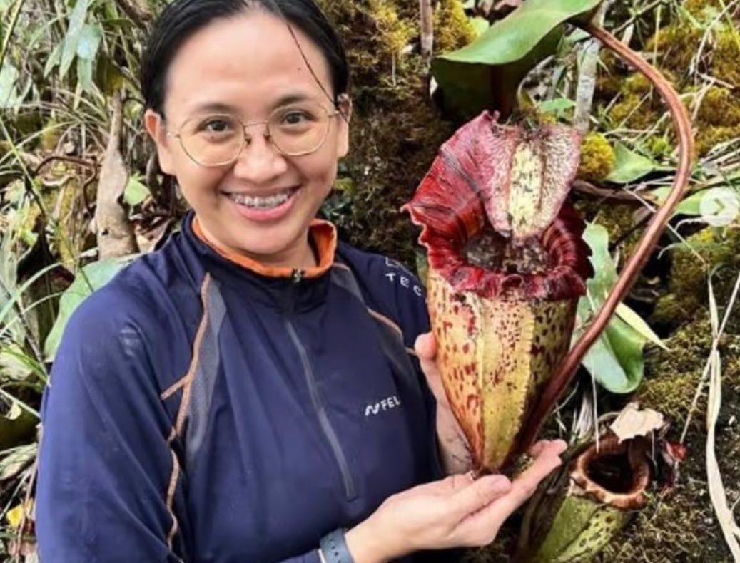K_KalantarZadeh's tweet photo. “Giant carnivorous plant newly described to science” - by Ariel Marcy, for COSMOS
➡️ an expedition of botanists trekked into the remote Meliau Range in Sabah in Borneo confirmed a new and amazing species of pitcher plant
https://t.co/rD5wOW5RZP https://t.co/17UGiiqDSc