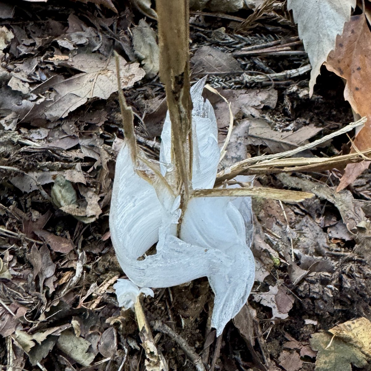 シモバシラを見る事が出来ました