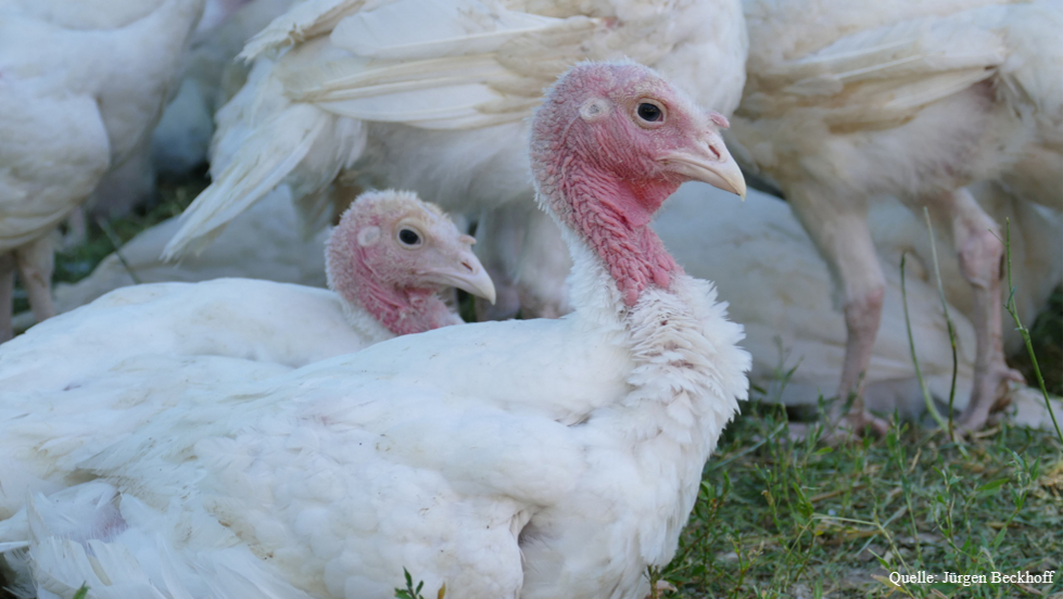 🦃 Neue Studien zeigen: Unter #ökologischen Fütterungs- und Haltungsbedingungen erzielen schnell wachsende Putenherkünfte gute Mastleistungen! Einschränkungen bei Energie und Aminosäuren sowie ökokonforme Haltung haben keinen Einfluss auf das Wachstum.
fcld.ly/a23801c