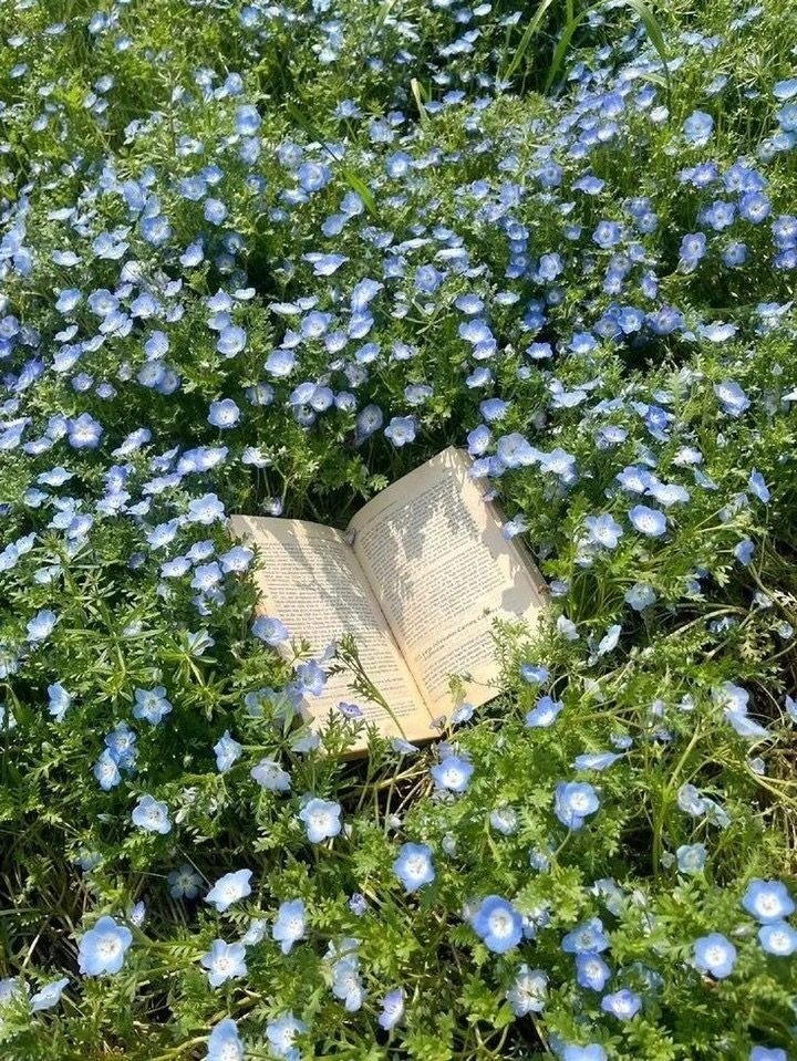 forget-me-nots