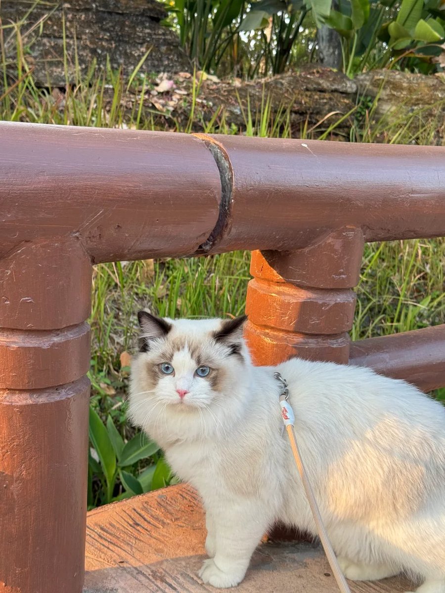 When I turned the corner, a furry little kitten came into my sight. It was so healing.🩷