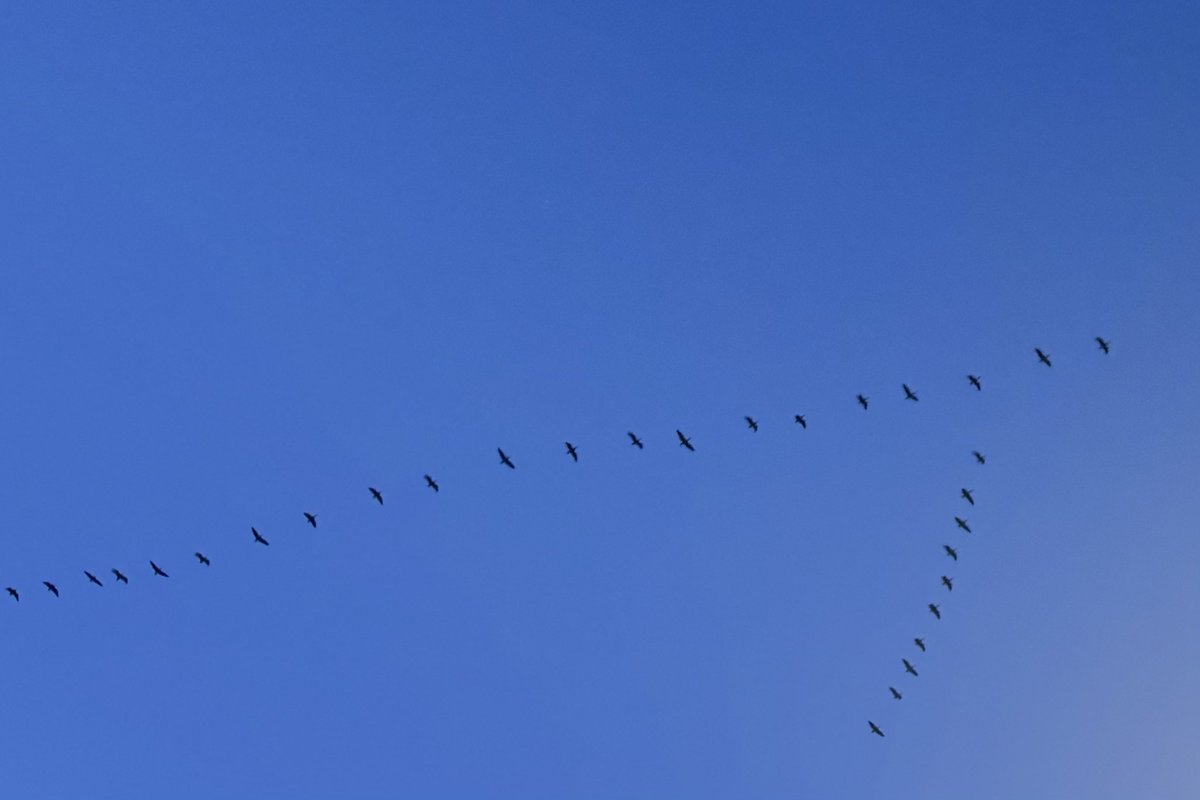 BeachDog15's tweet image. #Springisnear