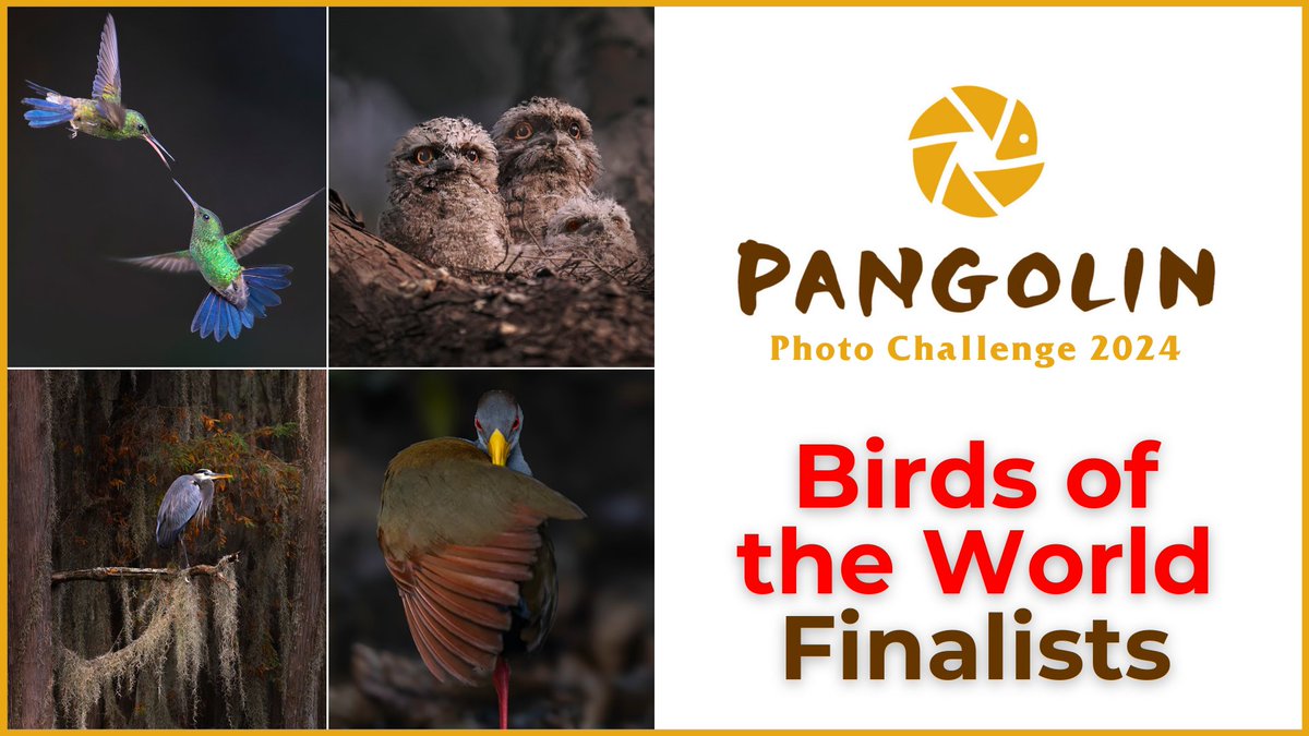 All the Birds of the World Finalists in the 2024 Pangolin Photo Challenge: youtu.be/wYDOU4gZ0xo?si…