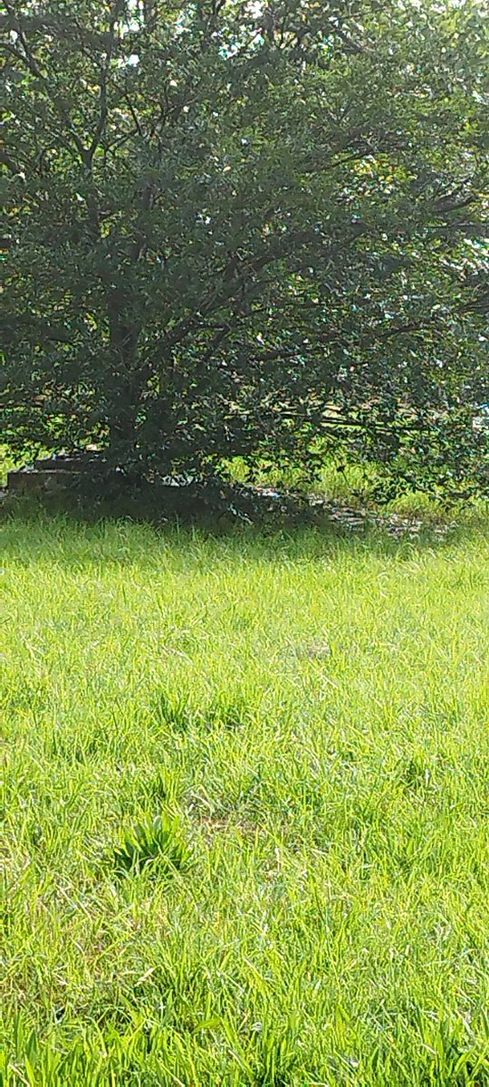 Niki Seberini tweet media