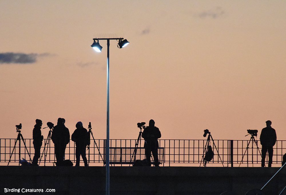 Birding Catalunya tweet media