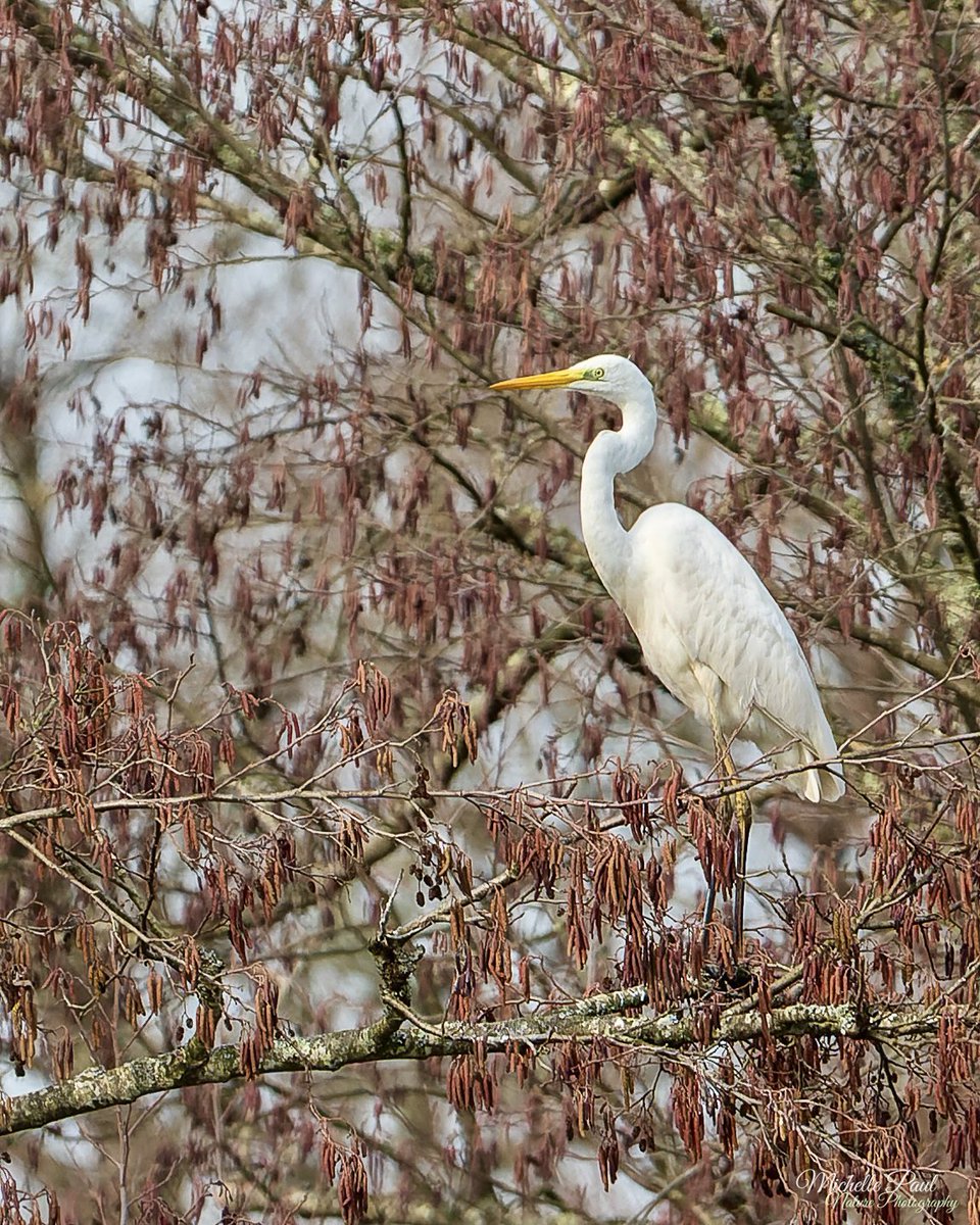 nature_michelle's tweet photo. I was casually looking out of the window in France and was very pleased to see this Great White Egret perched in the tree, albeit distant. What a fabulous bird! 🤍 https://t.co/URrz2rj5vu