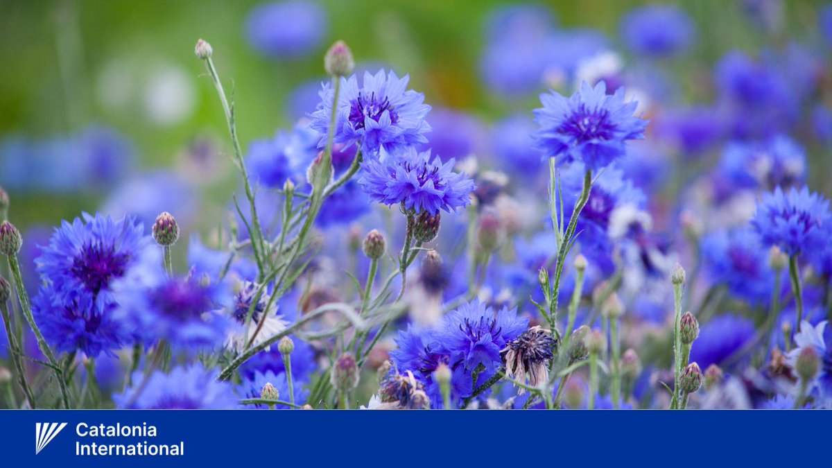 CataloniaIntl's tweet photo. 🇪🇪Palavad tervitused tänasel tähtpäeval eestlastele Kataloonias, Eestis ja kogu laias maailma.
🇪🇪Warm greetings today to Estonians in Catalonia, #Estonia and all over the world. #EV107
🌼DYK? The Cornflower (Centaurea cyanus) is the national flower of Estonia. https://t.co/BiaAldzPJ3