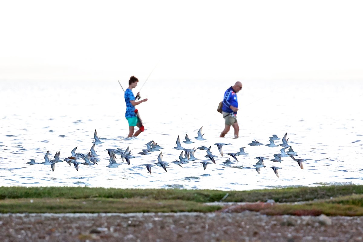 I was tracking a flock of red knots when I caught a pair of fishers in the background. I like it 😊