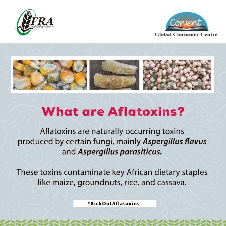 CONSENT🇺🇬 (@consentuganda) on Twitter photo What are Aflatoxins?
#KickOutAflatoxins
#JAAC
<a href="/FRAUGANDA/">Food Rights Alliance - FRA</a> <a href="/foscu23/">FoSCU</a> <a href="/kimehenrich/">kimehenrich</a> <a href="/kiraboaggie/">agnes k</a> What are Aflatoxins?
#KickOutAflatoxins
#JAAC
<a href="/FRAUGANDA/">Food Rights Alliance - FRA</a> <a href="/foscu23/">FoSCU</a> <a href="/kimehenrich/">kimehenrich</a> <a href="/kiraboaggie/">agnes k</a>