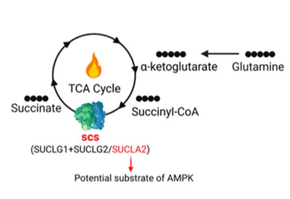 sreeparna_b's tweet image. Last week&apos;s papers on #cancer #metabolism and #glutamine via @Bims_BiomedNews 

biomed.news/bims-glucam/20…

Several top pick candidates this week!
Top amongst those: Macrophage SUCLA2 coupled glutaminolysis manipulates obesity through AMPK pubmed.ncbi.nlm.nih.gov/39966410/
