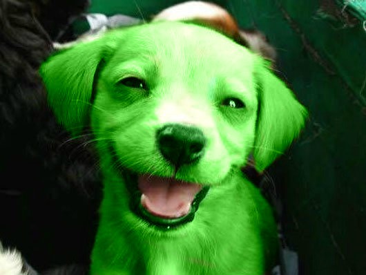 DogisMvp's tweet photo. Our $DOG is green for a reason. https://t.co/Dhb9rL4PBb
