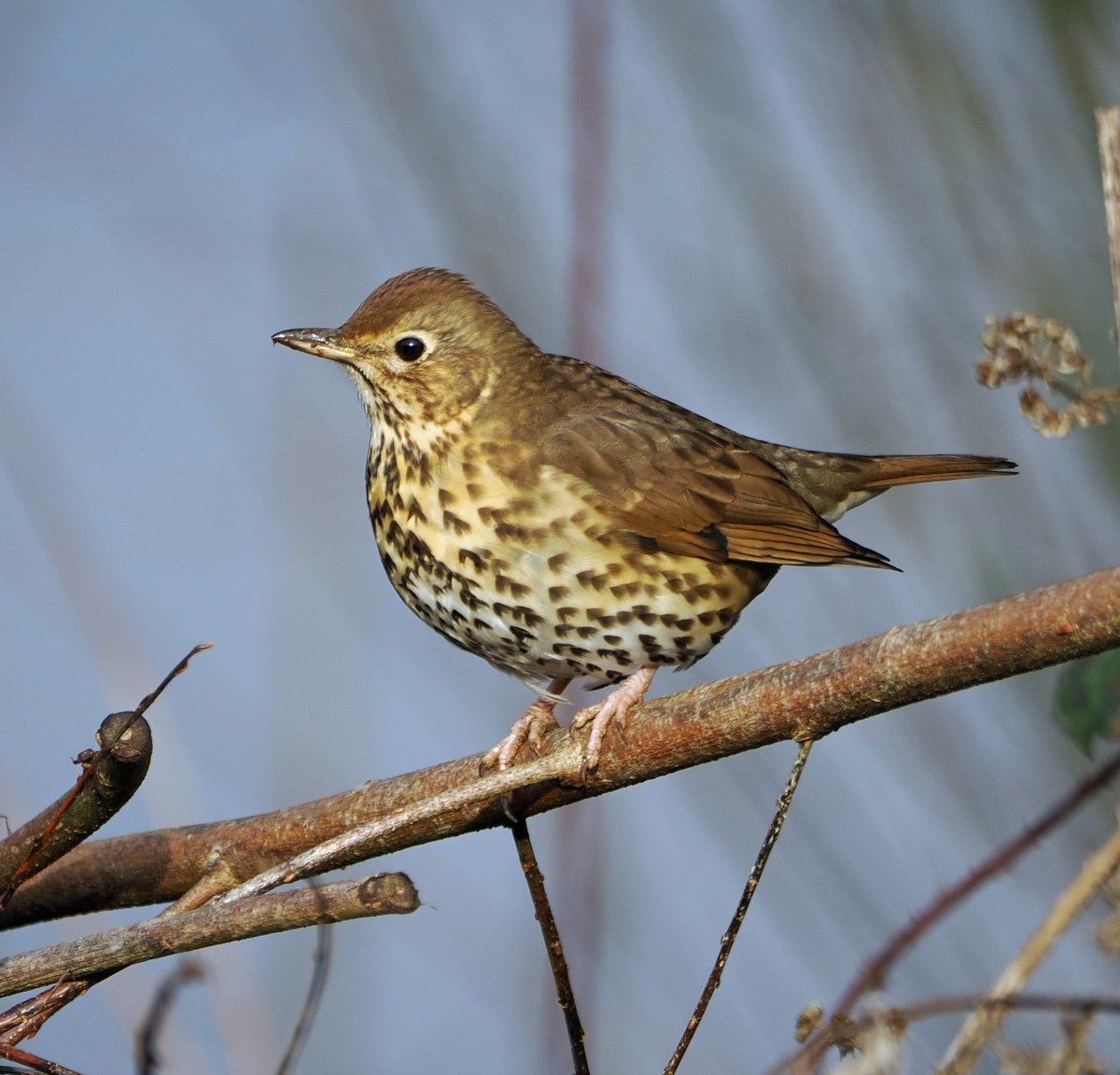 Song thrush at North Cave Wetlands. #ThePhotoHour #TwitterNatureCommunity #wildlifephotography #nature #birds