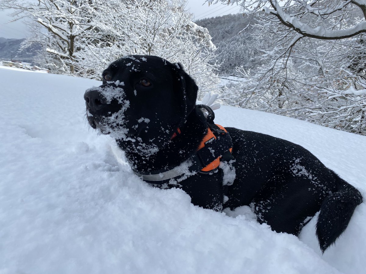 amkmena's tweet photo. お久しぶりです

すっかり雪国の石川県山地方
2月はほぼ雪が降ってるんじゃない？って感じです💦

シ���アニャンズも元気でまったり過ごしてます

ノアは雪遊びが出来て毎日楽しそうで

ついて行く私いい運動させてもらってます https://t.co/8r8Unyy97H