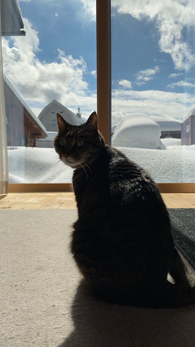 amkmena's tweet photo. お久しぶりです

すっかり雪国の石川県山地方
2月はほぼ雪が降ってるんじゃない？って感じです💦

シ���アニャンズも元気でまったり過ごしてます

ノアは雪遊びが出来て毎日楽しそうで

ついて行く私いい運動させてもらってます https://t.co/8r8Unyy97H