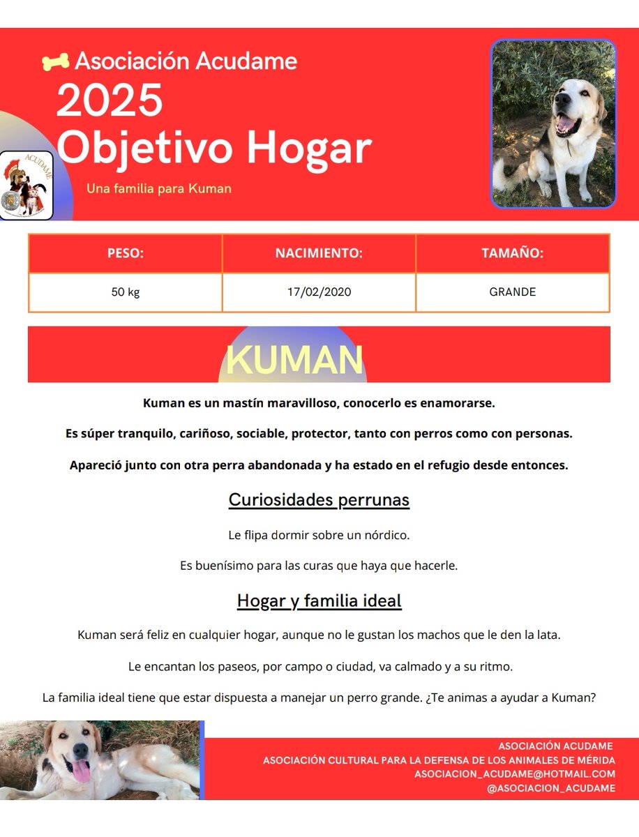 Objetivo Hogar
Hoy os traemos al grandullón de Kuman, un osito amoroso que llenará tu corazón 
¿Te animas a darle una oportunidad?
#AdoptaNoCompres #ADOPCIÓN #
