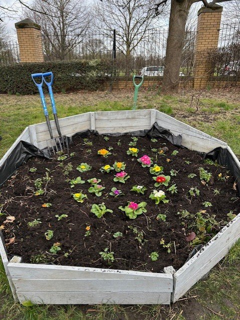 The Post 16 Art students have been transforming the raised bed at the front of the school and getting it ready for spring with some cheerful primroses and winter pansies. #Nature #Spring #TeamFeversham 🌸🌻🌼💜💜💜