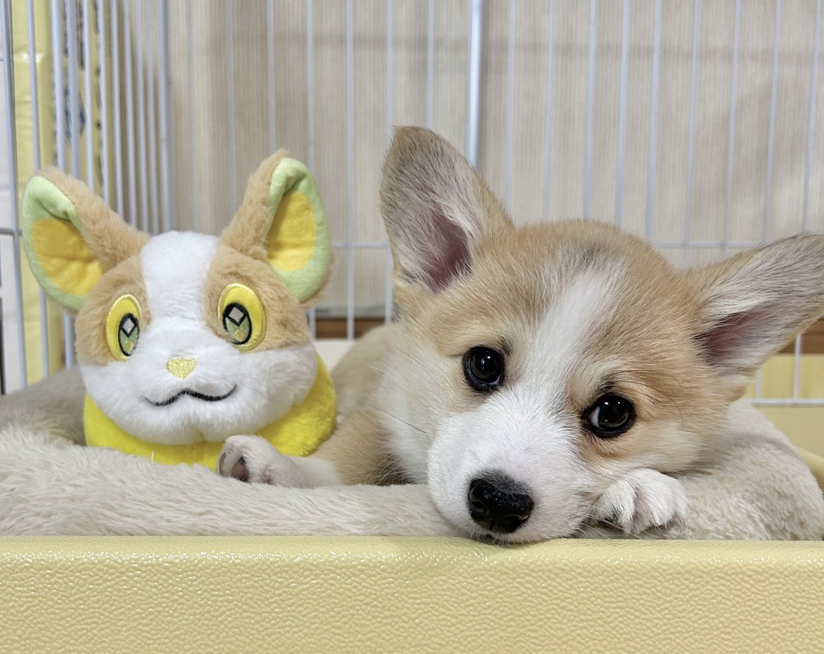 わんこのしっぽ ちょコンとキツネ しっぽKH（96個入） | キーホルダー・ストラップ