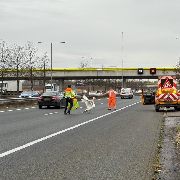 Zwaan op de A2 naar vluchtstrook begeleid