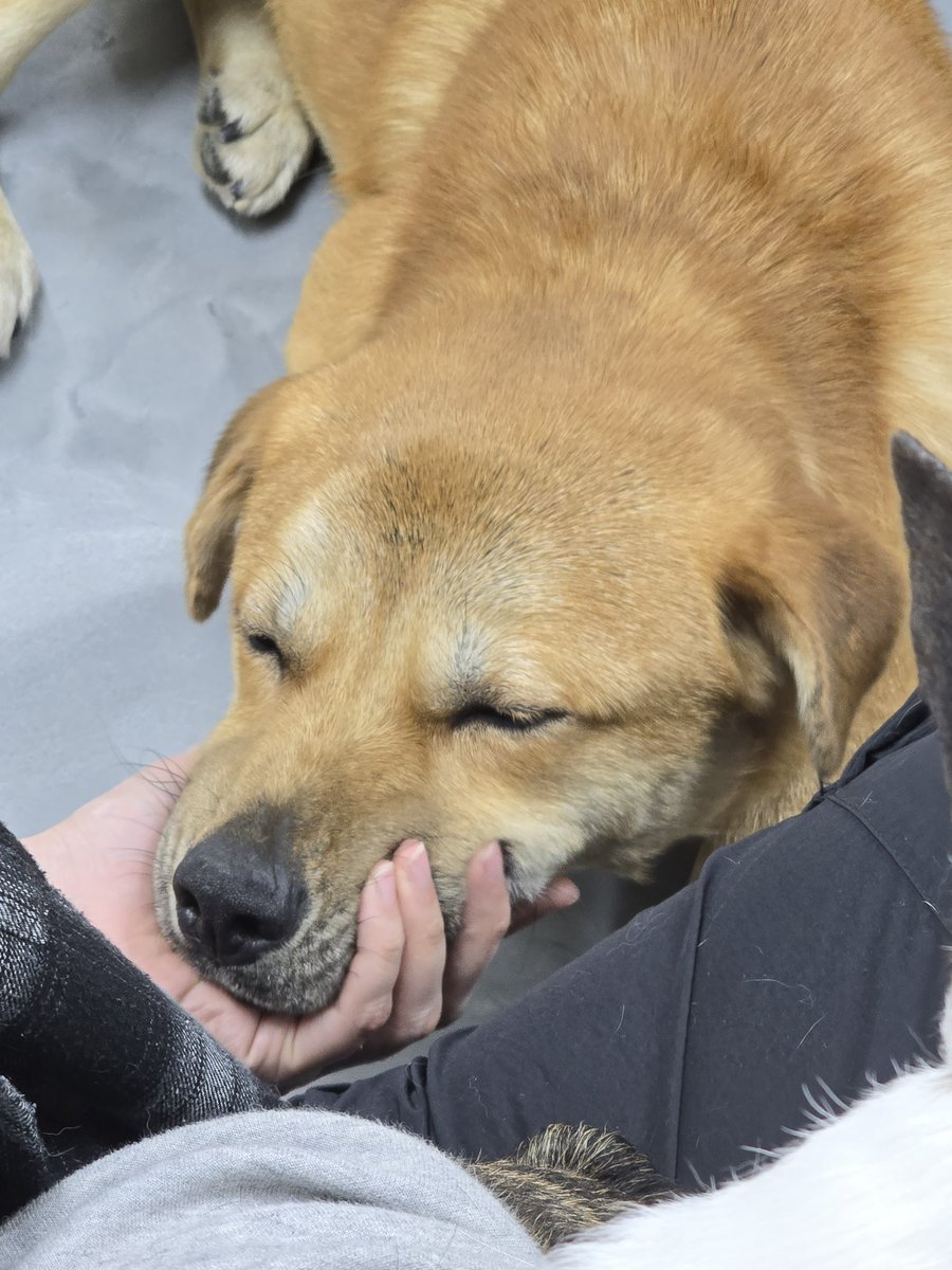 가족찾는 강아지들🐾 tweet media