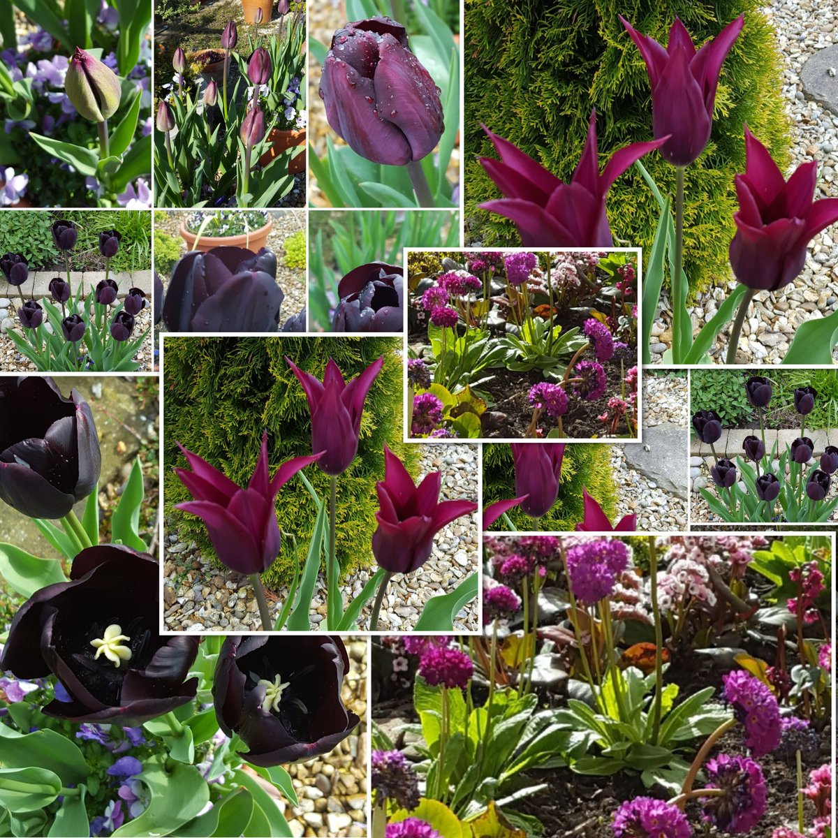 groodendorst's tweet photo. The last Monday in February and the wind has dropped from stormy to breezy.
The forecast is for a brighter, milder day. 
#ATasteofSpring from 2024 for #MagentaMonday 
I am going to have another cup of tea, go for my paper, and head out into the garden. https://t.co/3YRJ78Vqdh