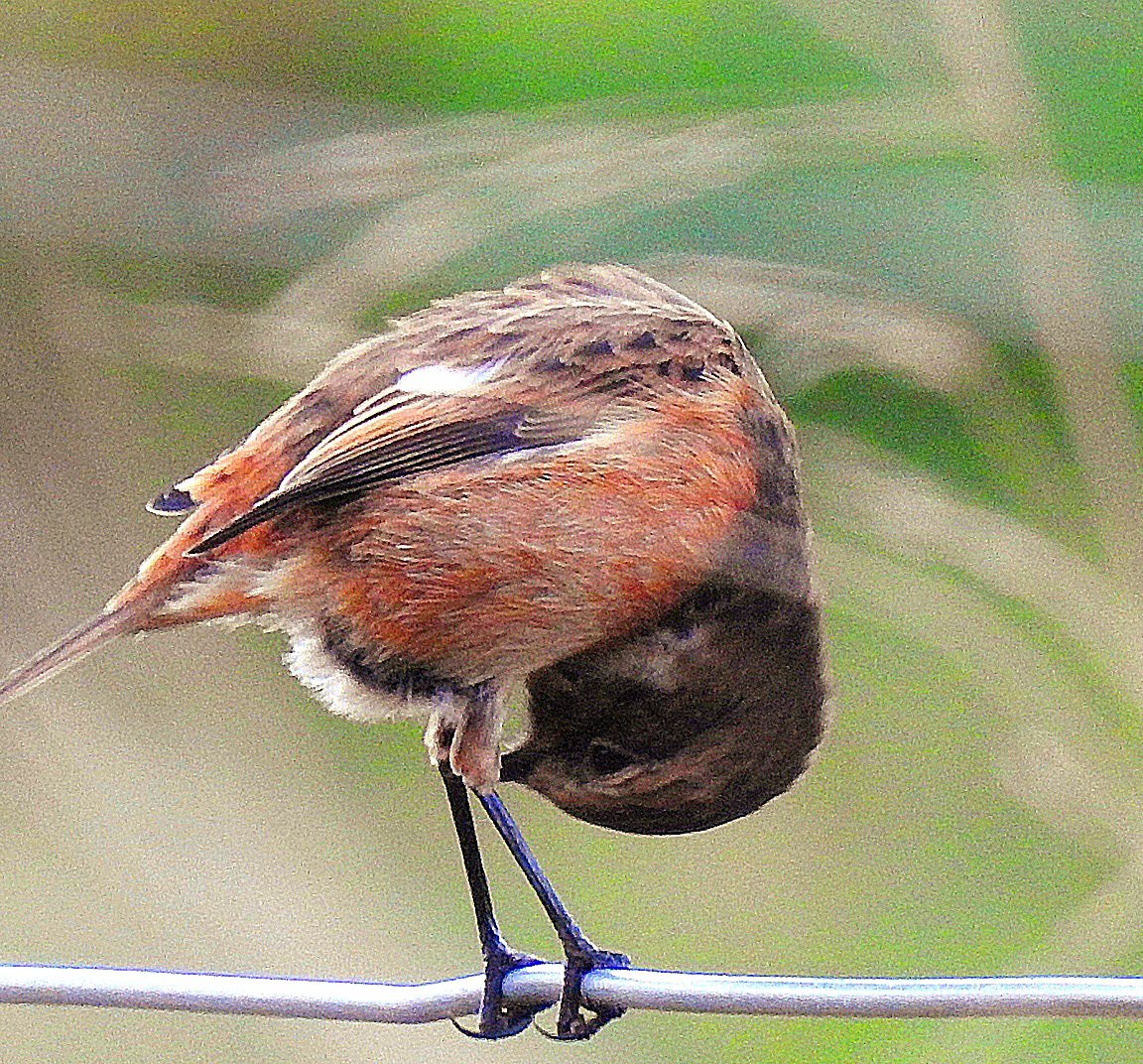 jcsctoan's tweet photo. Stonechat taking a bow. Have a good day folks @Natures_Voice @RSPBScotland 🏴󠁧󠁢󠁳󠁣󠁴󠁿 #NaturePhotography #nature #wildlife #wildlifephotography #birds #birdphotography #birdwatching #TwitterNatureCommunity https://t.co/jgpQi32SJb