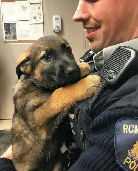 Dog Lovers tweet media