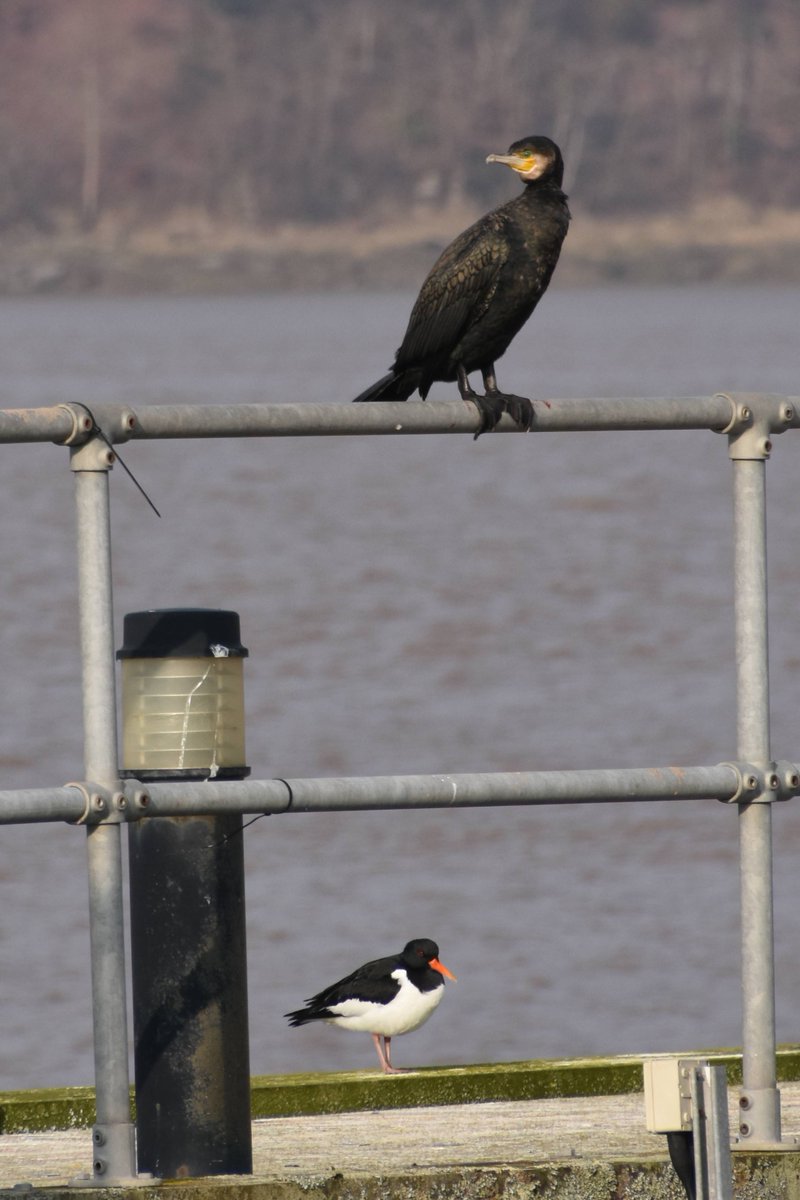 sharpnessmike's tweet image. A bit of the wildlife around Sharpness dock