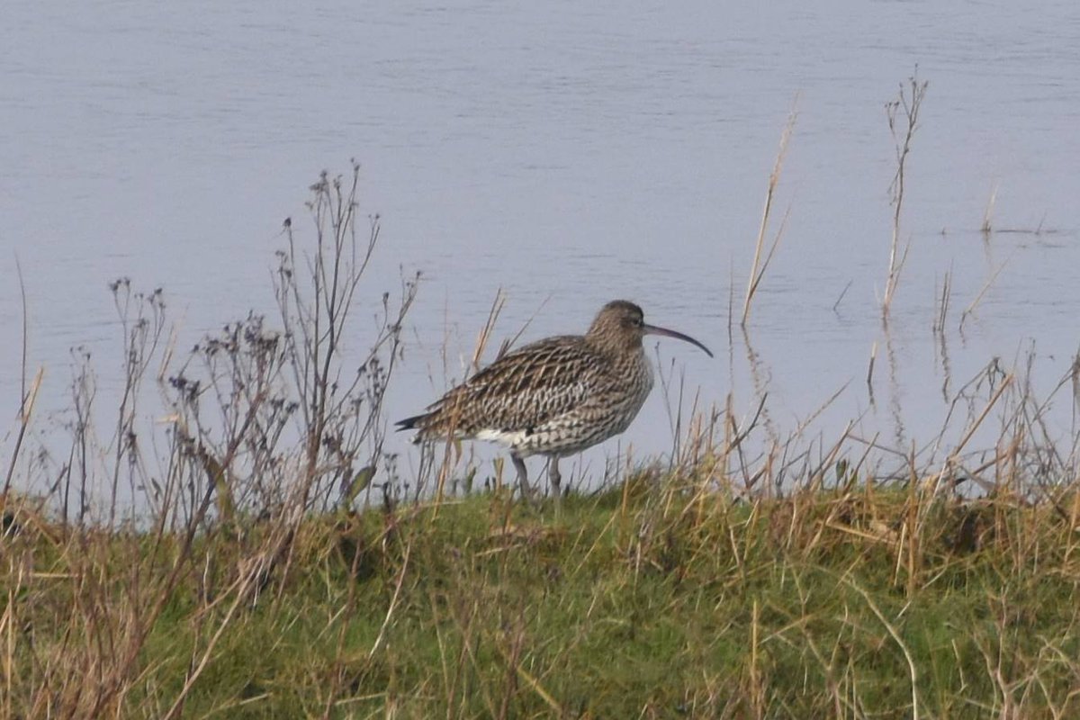 sharpnessmike's tweet image. A bit of the wildlife around Sharpness dock