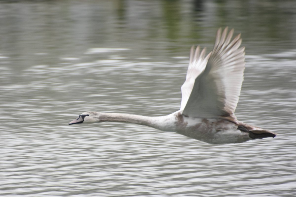 sharpnessmike's tweet image. A bit of the wildlife around Sharpness dock