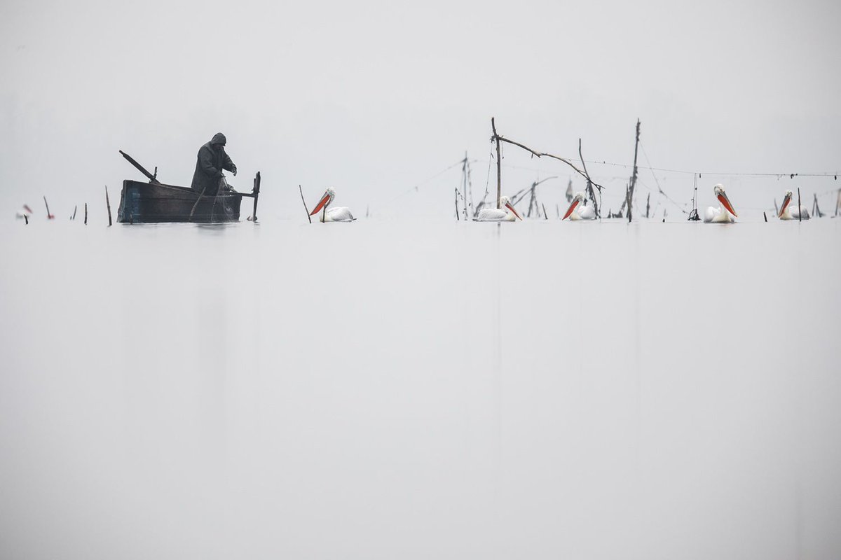 While some fishermen see #pelicans as competitors, their diet actually overlaps very little with the fish caught by people. They often target slower, sick fish, helping prevent disease outbreaks among #fish populations. Sean Weekly #PelicanWayOfLIFE