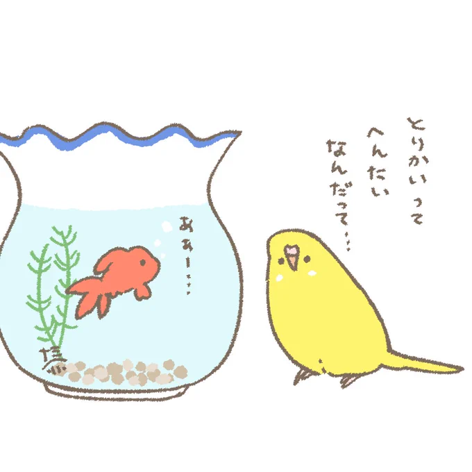 おはようございます☀️
3月になりました🎎3月1日(土)の朝です。
鳥飼いは変態が多い(褒め言葉)
#セキセイインコ 