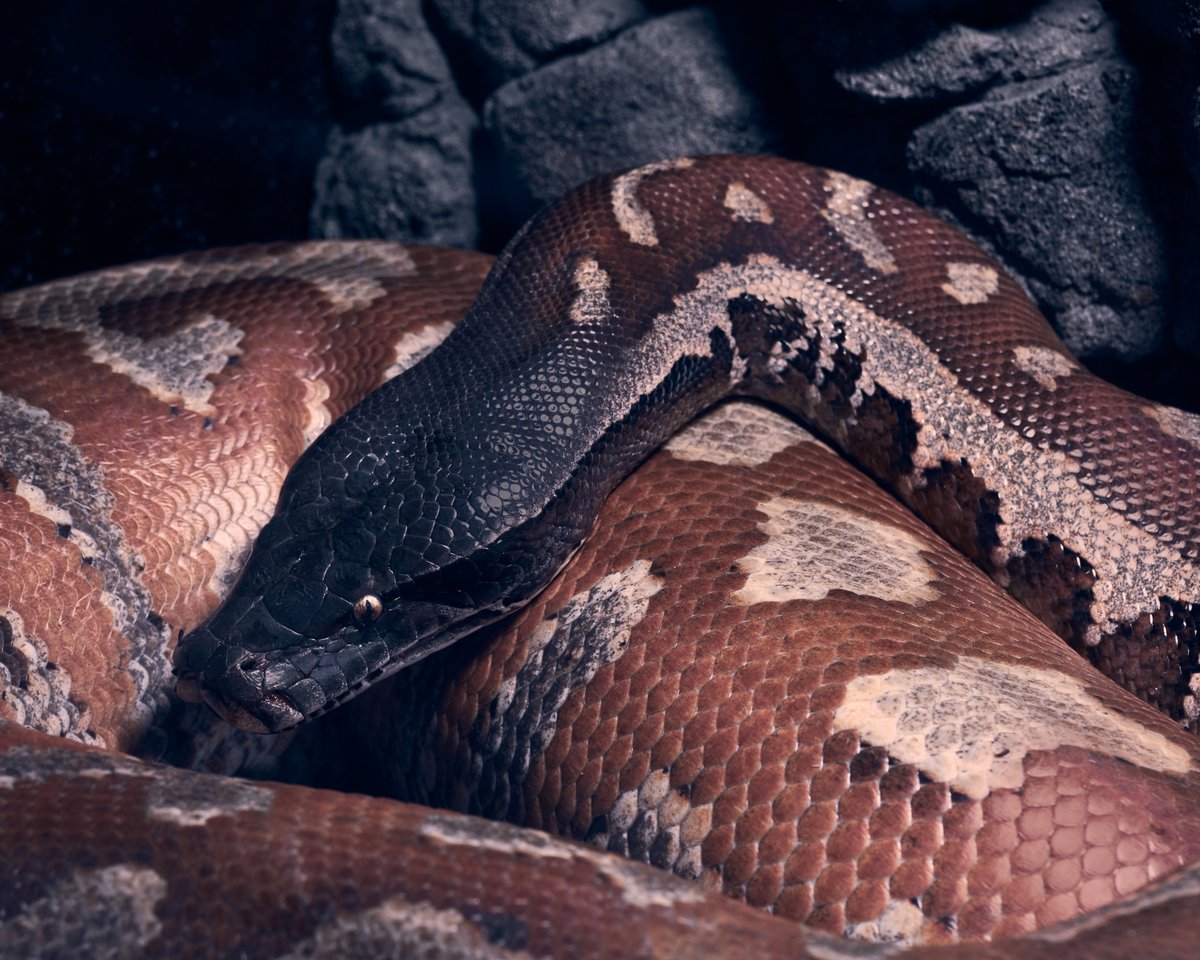lowbassphotog's tweet image. Lose something? #bloodpython #photography #wildlifephotography #animalphotography #python #snake #reptile #reptilephotography #herpetology #naturephotography #wildlife #wildlifephotos #wildlifephoto #apppicoftheweek #canonfavpic #captureone