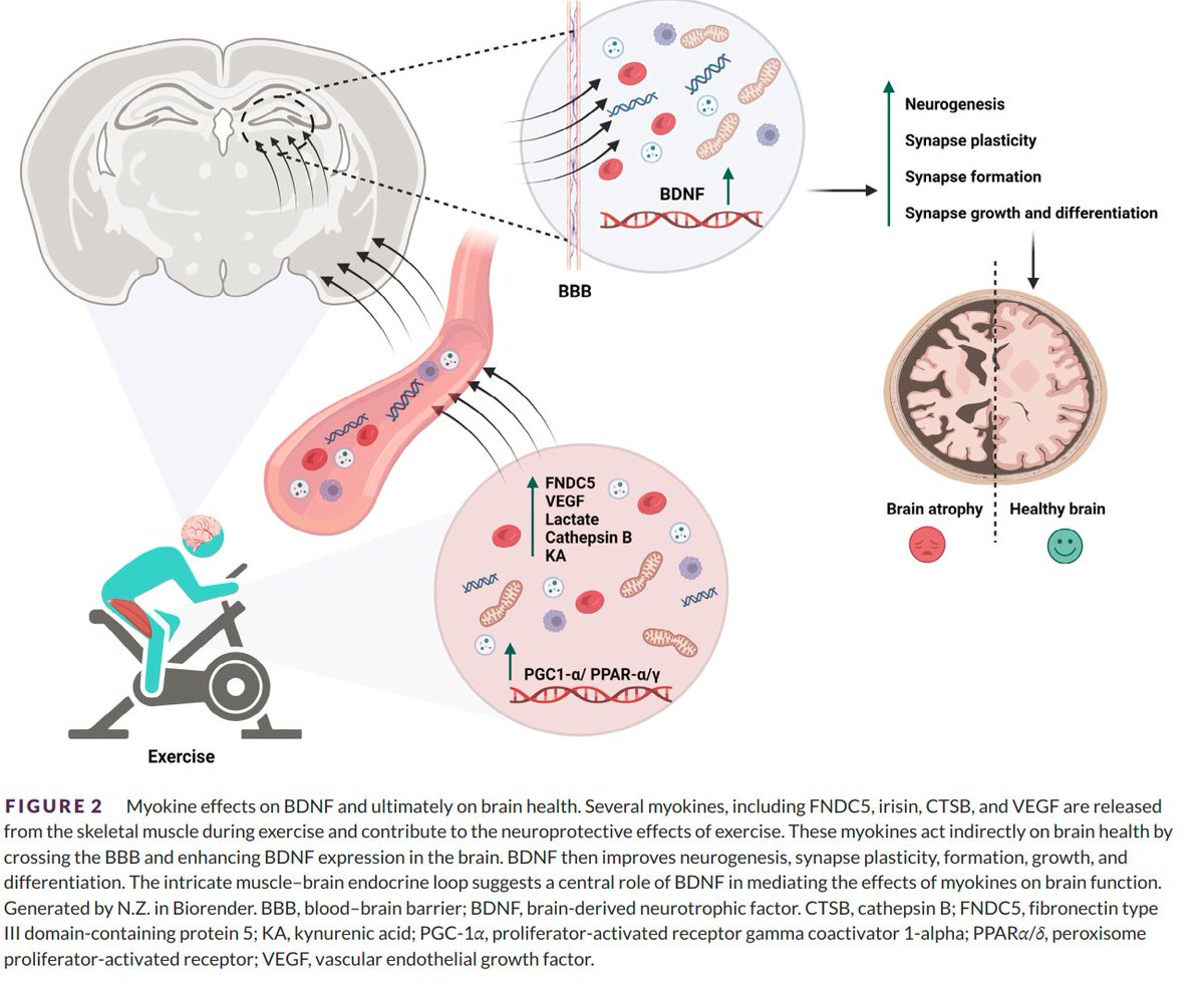 Exercise intensity matters: A review on evaluating the effects of  aerobic exercise intensity on muscle‐derived neuroprotective myokines

pmc.ncbi.nlm.nih.gov/articles/PMC11…