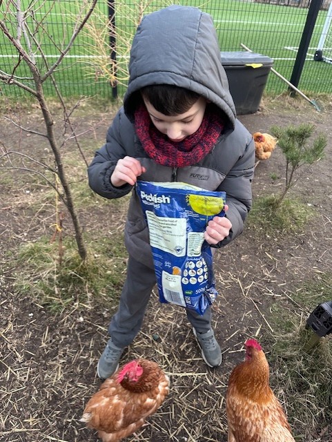 Excellent work Frogston Family!! Lovely clean bedding, fresh water and a few wee treats! This is why our pollitas are so healthy and happy! Gracias and we hope you enjoyed being farmers! #HWB #community #futurefarmers <a href="/EdScotLfS/">EdScot LfS</a> <a href="/LfSScotland/">Learning for Sustainability Scotland</a>