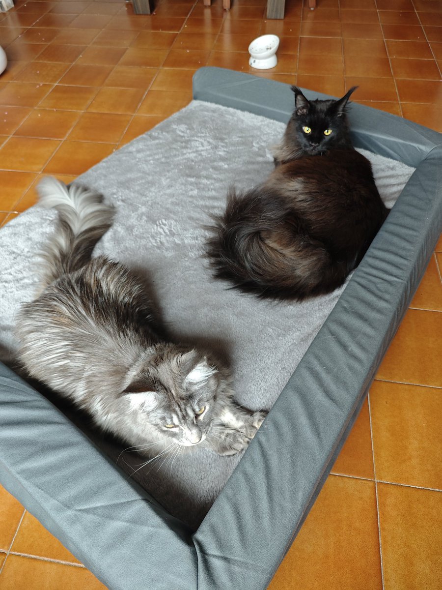 Neinei_art's tweet image. Mis gatas no estarían vivas si se hubieran puesto malas hoy.

Luna ya no está aquí por culpa de la nueva ley 666/23.

Los veterinarios no pueden atender a tu peludo a tiempo. A ti también te afecta

Firma contra la ley 666/23 chng.it/sjv8m25CpW