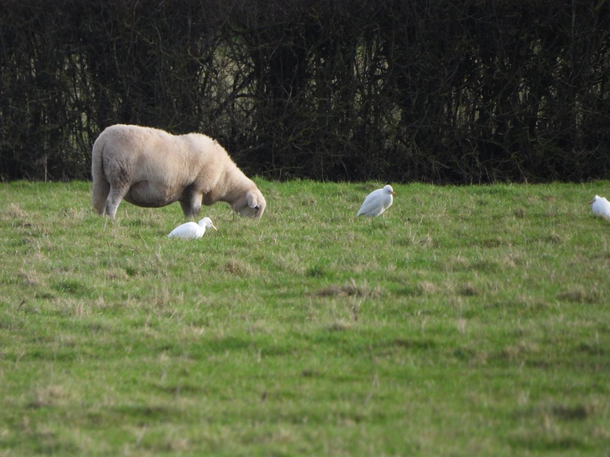 Paul Masters (@pauldmasters) on Twitter photo Four Cattle Egrets with the Sheep in the first field on the right after Patch bridge approachingWWT <a href="/slimbridge_wild/">Slimbridge Sightings</a> #glosbirds Four Cattle Egrets with the Sheep in the first field on the right after Patch bridge approachingWWT <a href="/slimbridge_wild/">Slimbridge Sightings</a> #glosbirds