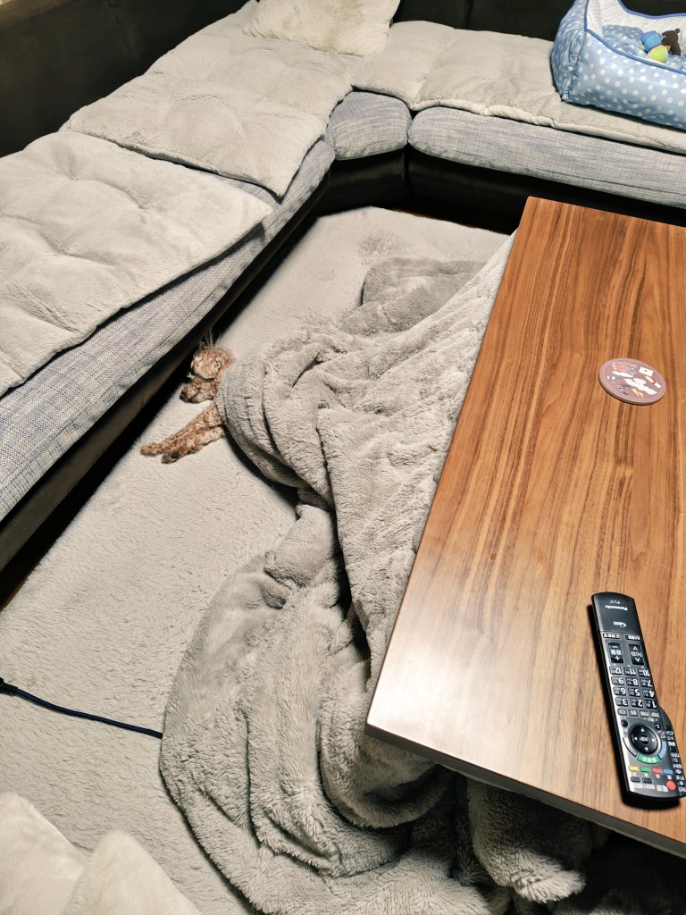 こういう犬、たくさんいるんだろうなぁ
ど真ん中の特等席で昼寝〜